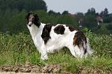 BARZOI 032